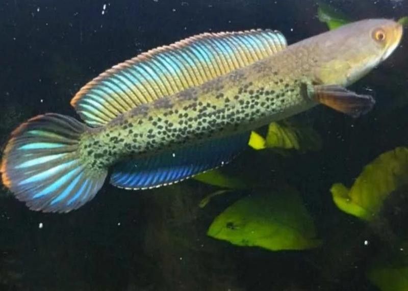 雷龍魚打架一般持續(xù)多久（雷龍魚打架時間長度受多種因素影響雷龍魚打架時間長度）