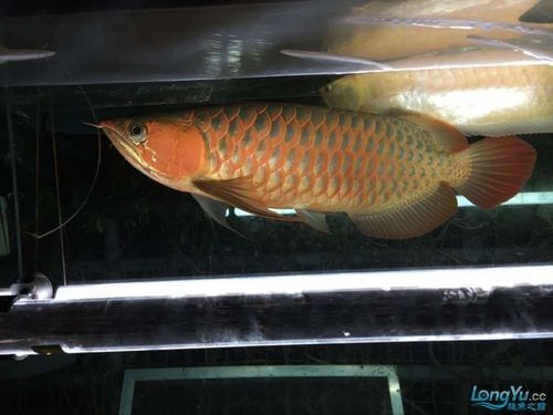 泗水紅龍中哪個品種最稀有（泗水紅龍哪個品種最有投資價值泗水紅龍哪個品種最有投資價值）