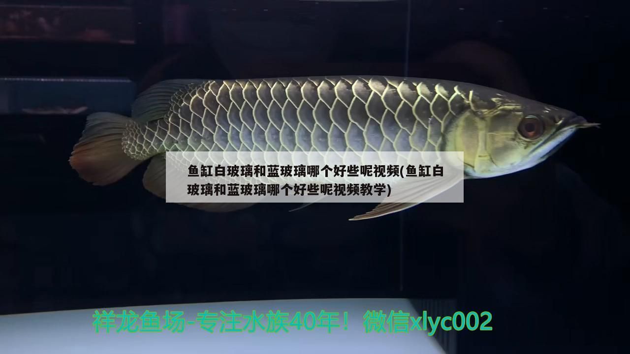 魚缸白玻璃和藍玻璃哪個好些呢視頻(魚缸白玻璃和藍玻璃哪個好些呢視頻教學)