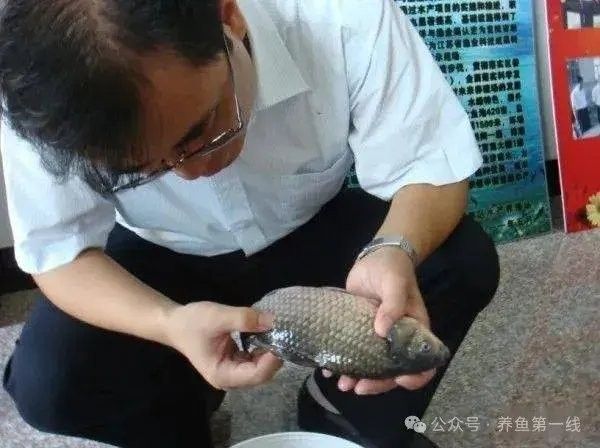 如何判斷紅龍魚外寄是否痊愈？（如何判斷紅龍魚外寄是否痊愈） 如何判斷紅龍魚外寄是否痊愈？（如何判斷紅龍魚外寄是否痊愈） 龍魚百科 第3張
