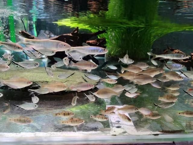 如何判斷紅龍魚外寄是否痊愈？（如何判斷紅龍魚外寄是否痊愈） 如何判斷紅龍魚外寄是否痊愈？（如何判斷紅龍魚外寄是否痊愈） 龍魚百科 第4張