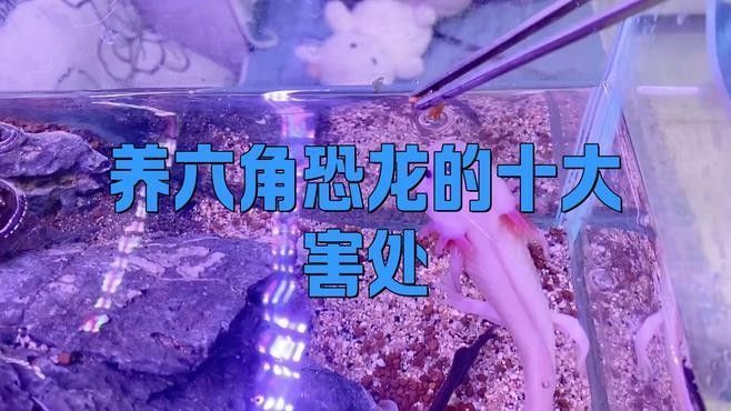 給我一些六角龍魚的飼養(yǎng)經(jīng)驗(yàn)分享（六角龍魚怎么養(yǎng)，）