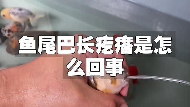 如何預防金龍魚尾巴疙瘩？（金龍魚尾巴疙瘩是怎么回事金龍魚尾巴疙瘩是怎么回事）