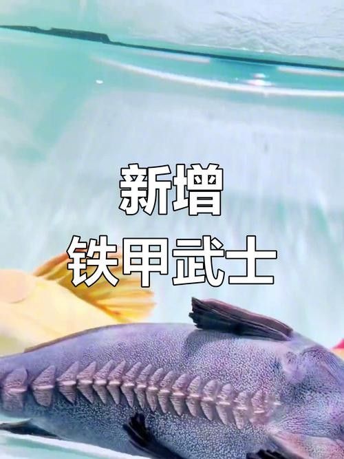 鐵甲武士魚的最佳混養(yǎng)伙伴有哪些（鐵甲武士魚的最佳混養(yǎng)伙伴）