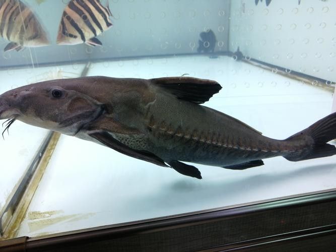 鐵甲武士魚的最佳混養(yǎng)伙伴有哪些（鐵甲武士魚的最佳混養(yǎng)伙伴）
