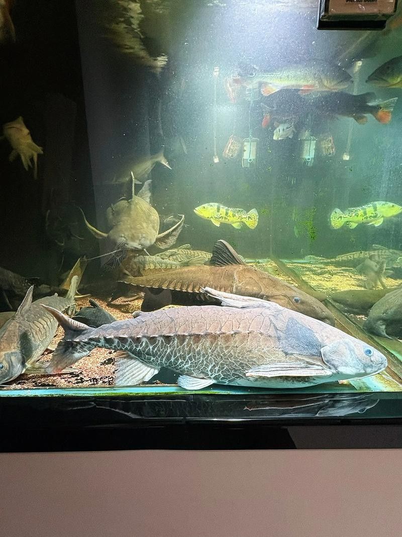 鐵甲武士魚的最佳混養(yǎng)伙伴有哪些（鐵甲武士魚的最佳混養(yǎng)伙伴）