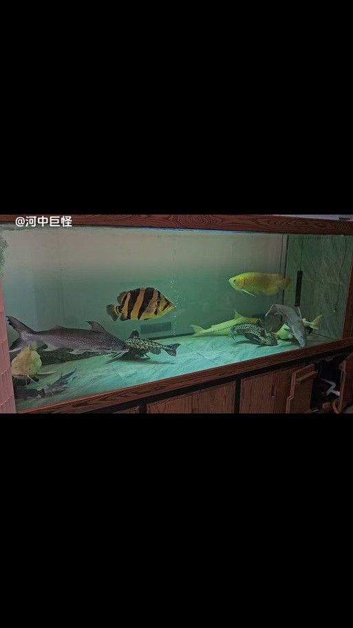 鐵甲武士魚的最佳混養(yǎng)伙伴有哪些（鐵甲武士魚的最佳混養(yǎng)伙伴）