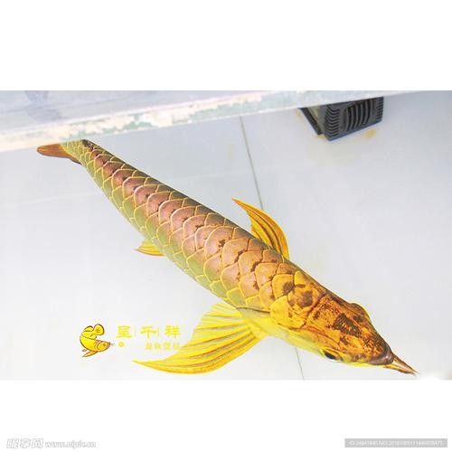 呈千祥龍魚有哪些品種？（千祥龍魚的品種多樣，千祥龍魚品種分類及分布地廣州勝哥）