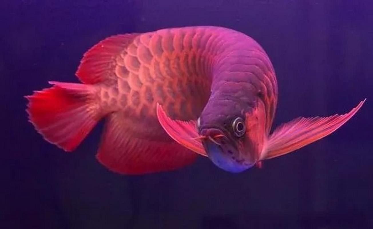 金龍魚肉質如何（養金龍魚的注意事項）