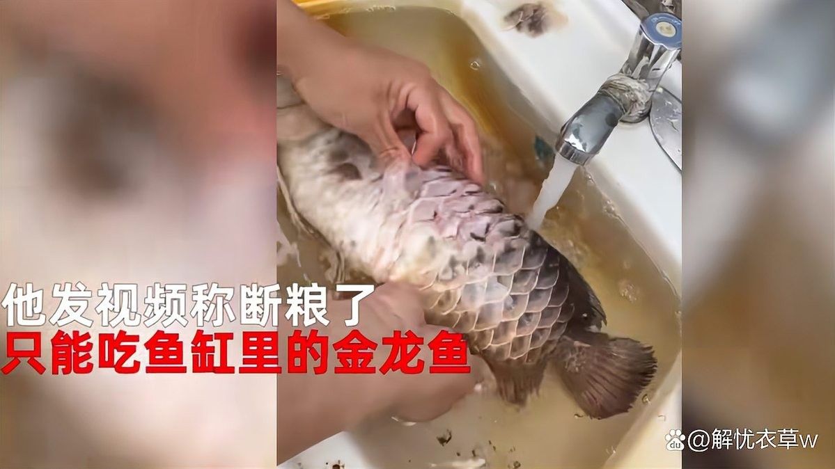 南充水族批發市場，南充市水族市場批發市場地址：南充市水族批發市場
