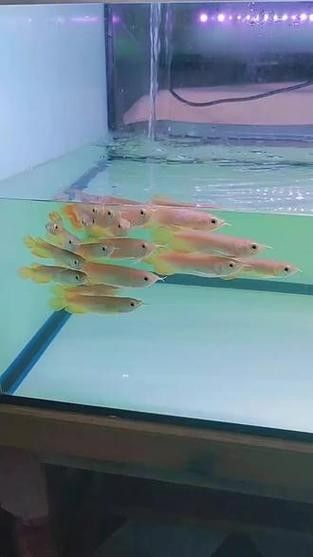 如何挑選紅龍魚幼魚（zili紅龍魚小時候如何挑選優質紅龍魚幼魚） 如何挑選紅龍魚幼魚（zili紅龍魚小時候如何挑選優質紅龍魚幼魚） 龍魚百科 第4張