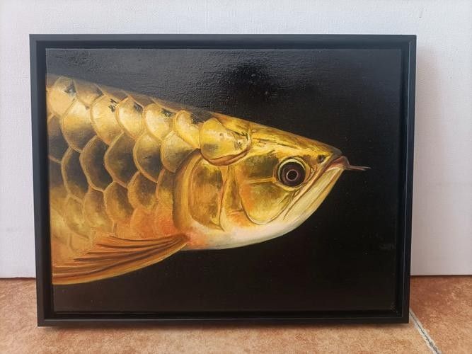 哪里可以找到高清的潮汕龍魚圖片（如何找到高清潮汕龍魚圖片）