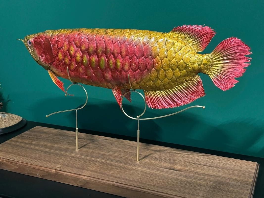 哪里可以找到高清的潮汕龍魚圖片（如何找到高清潮汕龍魚圖片）