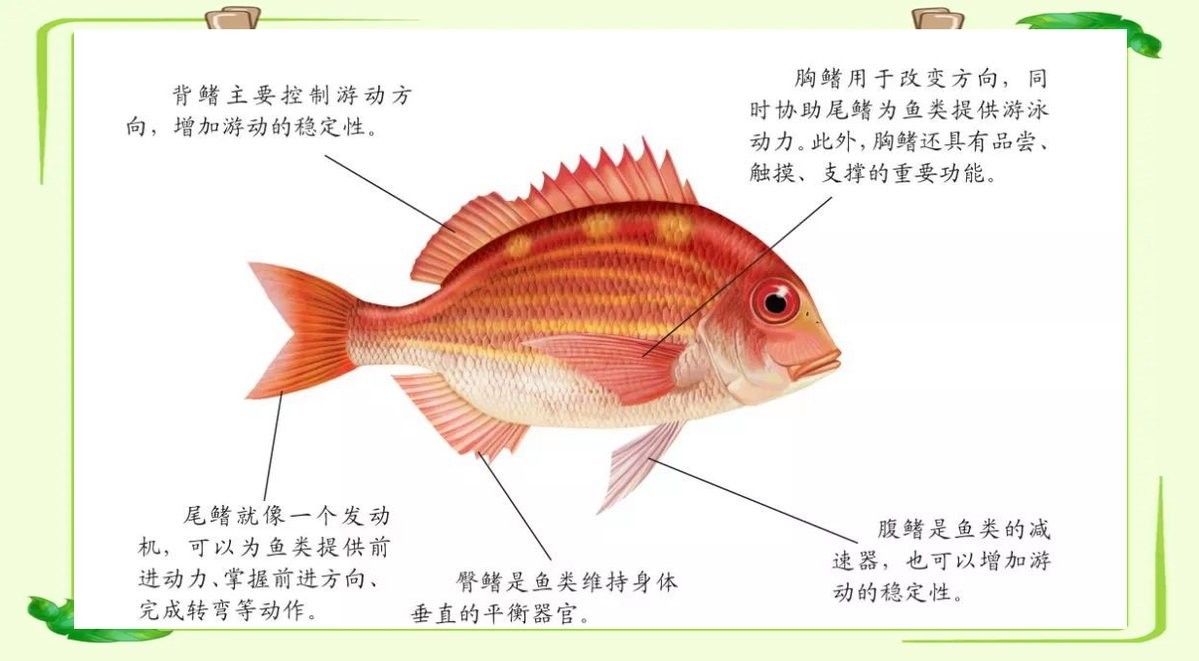 如何區(qū)分不同的海魚種類？（如何區(qū)分不同的海魚品種？）