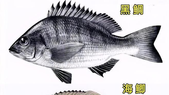 如何區(qū)分不同的海魚種類？（如何區(qū)分不同的海魚品種？）
