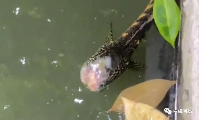 七彩雷龍魚打架會自殘嗎？ 七彩雷龍魚打架會自殘嗎？ 龍魚百科 第3張