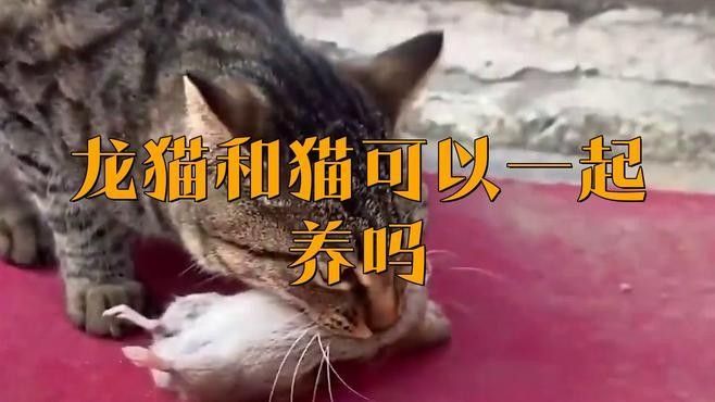 龍貓和貓共處需要多久適應