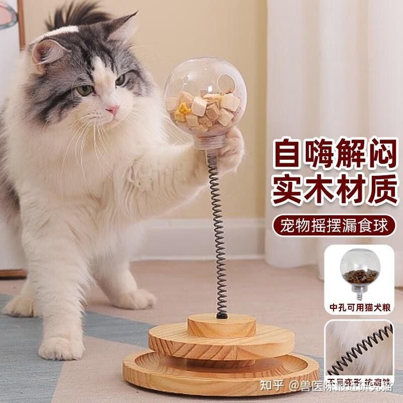龍貓和貓共處需要多久適應