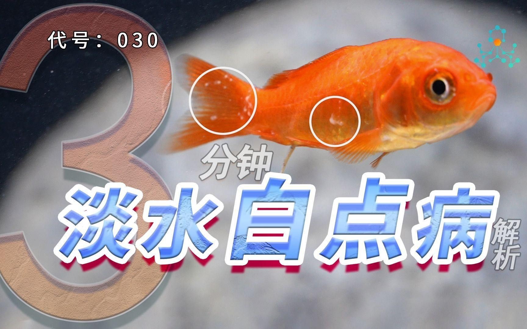 龍魚嘴巴上長白色肉球是艾滋病嗎（龍魚嘴巴上長白色肉球是艾滋病嗎，）