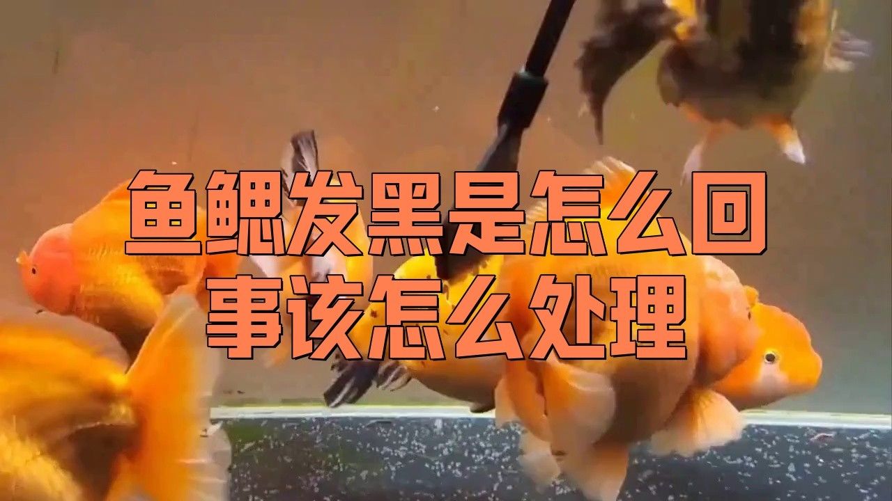 魚鰓變黑最簡單處理方法（牧場之星魚鰓發黑是怎么回事該怎么處理）