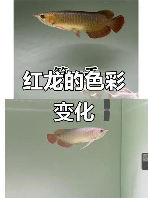 紅龍魚缸背景圖多久換一次（紅龍魚缸背景圖的更換頻率） 紅龍魚缸背景圖多久換一次（紅龍魚缸背景圖的更換頻率） 龍魚百科 第24張