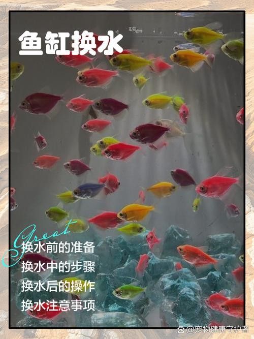 紅龍魚缸背景圖多久換一次（紅龍魚缸背景圖的更換頻率） 紅龍魚缸背景圖多久換一次（紅龍魚缸背景圖的更換頻率） 龍魚百科 第36張