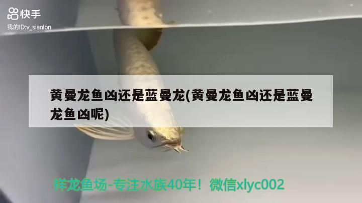 黃曼龍魚兇還是藍(lán)曼龍(黃曼龍魚兇還是藍(lán)曼龍魚兇呢)（黃曼龍魚兇還是藍(lán)曼龍）