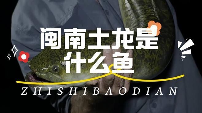 土龍魚有哪些營養價值？（吃土龍魚有哪些禁忌人群？）