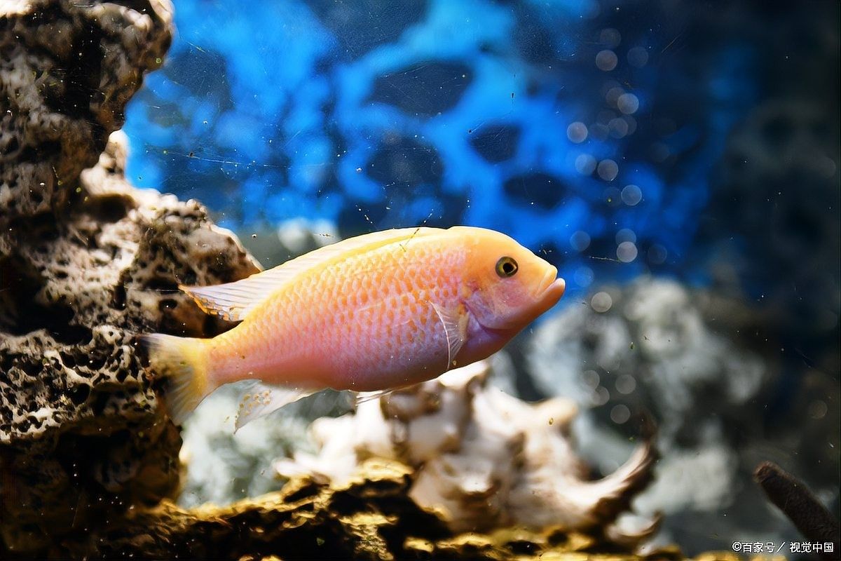 恐龍魚壽命一般有多長？（六角恐龍魚的壽命有多長）