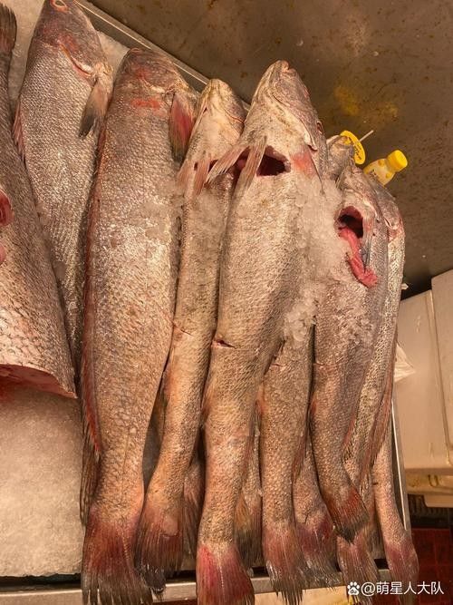 溫州正宗海鮮魚 溫州正宗海鮮魚 觀賞魚百科 第4張