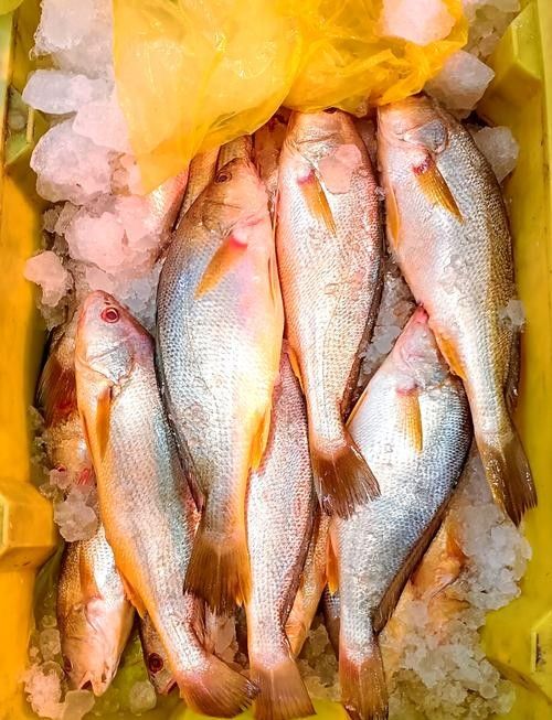 溫州正宗海鮮魚 溫州正宗海鮮魚 觀賞魚百科 第8張
