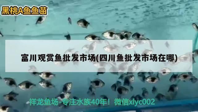 <strong><mark>富川</mark></strong>觀賞魚批發(fā)市場(四川魚批發(fā)市場在哪)（<strong><mark>富川</mark></strong>觀賞魚批發(fā)市場）