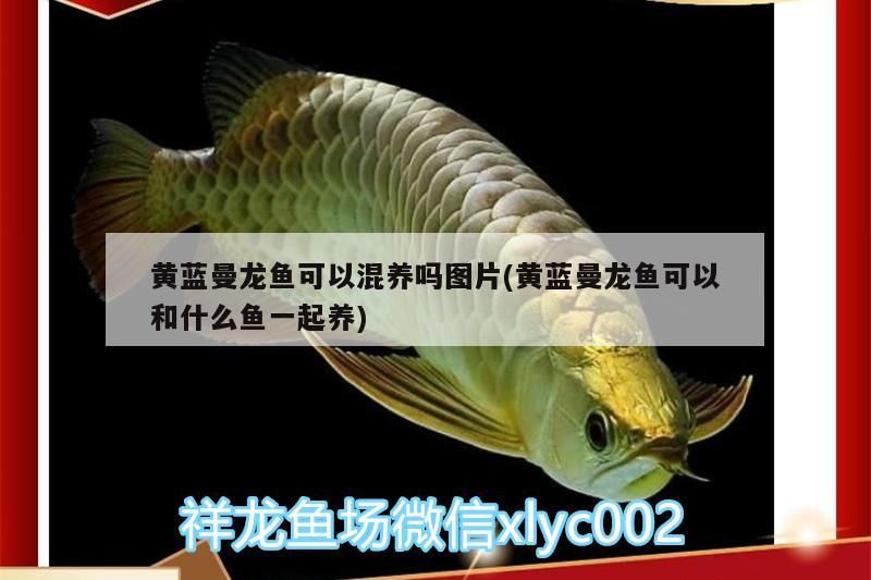 魚缸過濾器選購指南:自制魚缸過濾器魚缸上置過濾器對于養魚愛好者的必備知識 黃藍曼龍魚可以混養嗎圖片(黃藍曼龍魚可以和什么魚一起養) 觀賞魚百科 黃藍曼龍魚可以混養嗎圖片(黃藍曼龍魚可以和什么魚一起養) 黃藍曼龍魚可以混養嗎圖片(黃藍曼龍魚可以和什么魚一起養) 觀賞魚百科