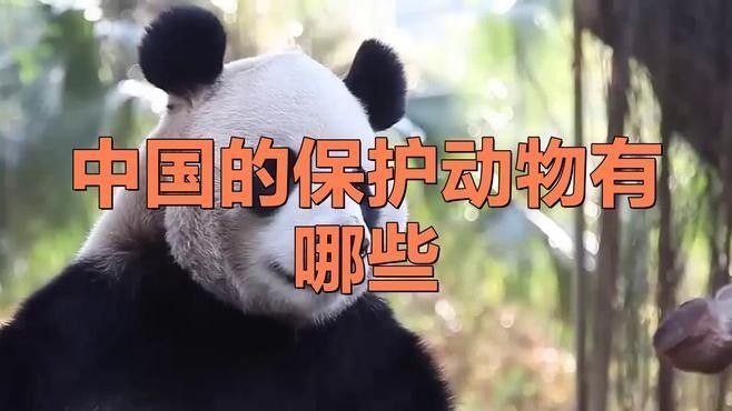 還有哪些動(dòng)物被列為國(guó)寶？（世界上最受關(guān)注的國(guó)寶動(dòng)物，中國(guó)被列為國(guó)寶的動(dòng)物）