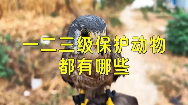 還有哪些動(dòng)物被列為國(guó)寶？（世界上最受關(guān)注的國(guó)寶動(dòng)物，中國(guó)被列為國(guó)寶的動(dòng)物）