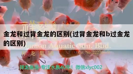 金龍和過背金龍的區別(過背金龍和b過金龍的區別) 金龍和過背金龍的區別(過背金龍和b過金龍的區別) 觀賞魚百科