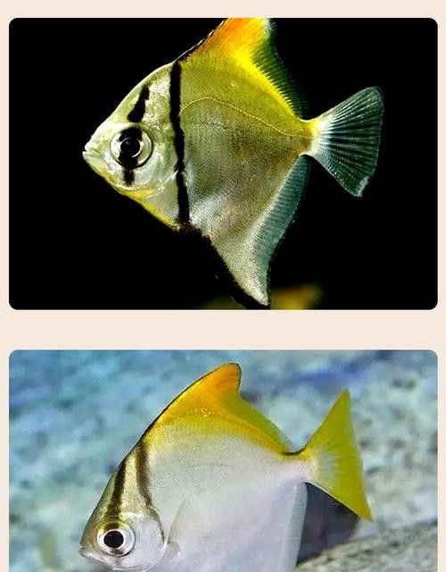 黃鰭鯧魚價格（黃鰭鯧魚價格受多種因素影響，）