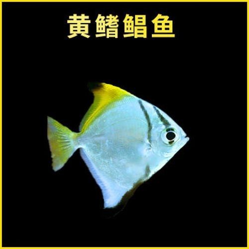 黃鰭鯧魚價格（黃鰭鯧魚價格受多種因素影響，）