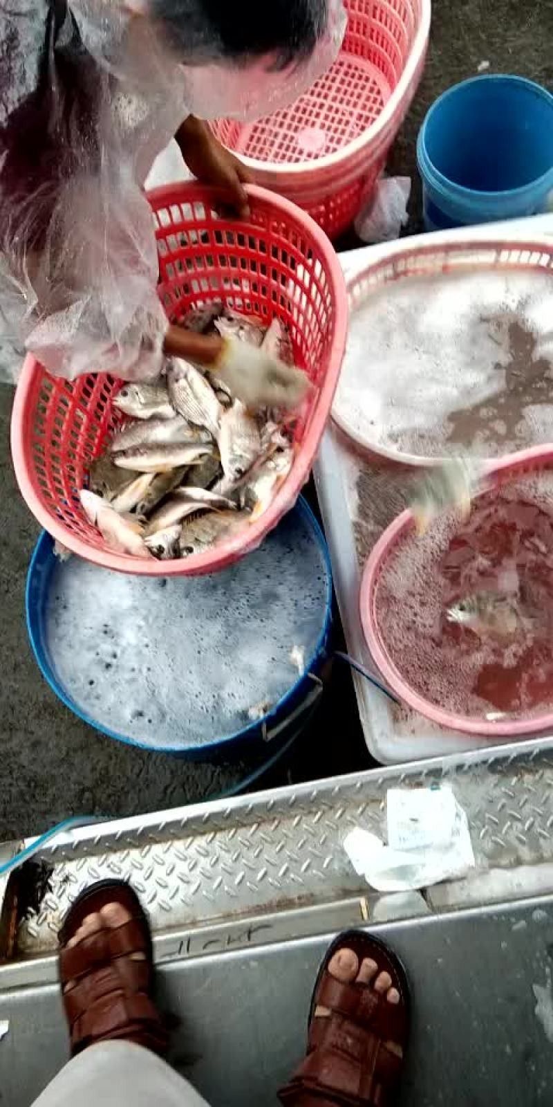 黃鰭鯧魚價格（黃鰭鯧魚價格受多種因素影響，）