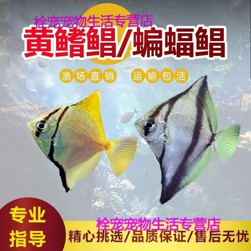 黃鰭鯧魚價格（黃鰭鯧魚價格受多種因素影響，）