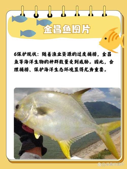 黃鰭鯧魚價格（黃鰭鯧魚價格受多種因素影響，）