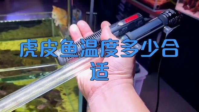 虎皮恐龍魚多久喂一次？（關(guān)于虎皮恐龍魚的喂食頻率，虎皮恐龍魚的喂食頻率取決于幾個(gè)因素）