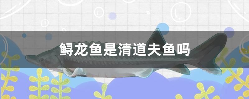 鱘龍魚(yú)是清道夫魚(yú)嗎（鱘龍魚(yú)不是清道夫魚(yú)，營(yíng)養(yǎng)價(jià)值很高）