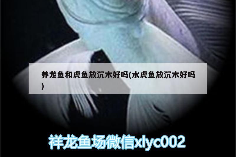 養龍魚和虎魚放沉木好嗎(水虎魚放沉木好嗎)（關于養龍魚和虎魚放沉木好嗎）