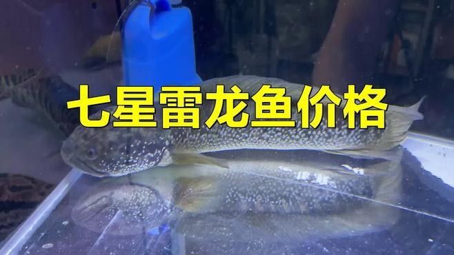 雷龍魚和孔雀魚的價格差異大嗎