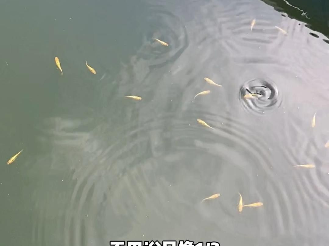 藍(lán)帆三間魚(yú)能吃嗎（關(guān)于藍(lán)帆三間魚(yú)的食用安全性的探討）