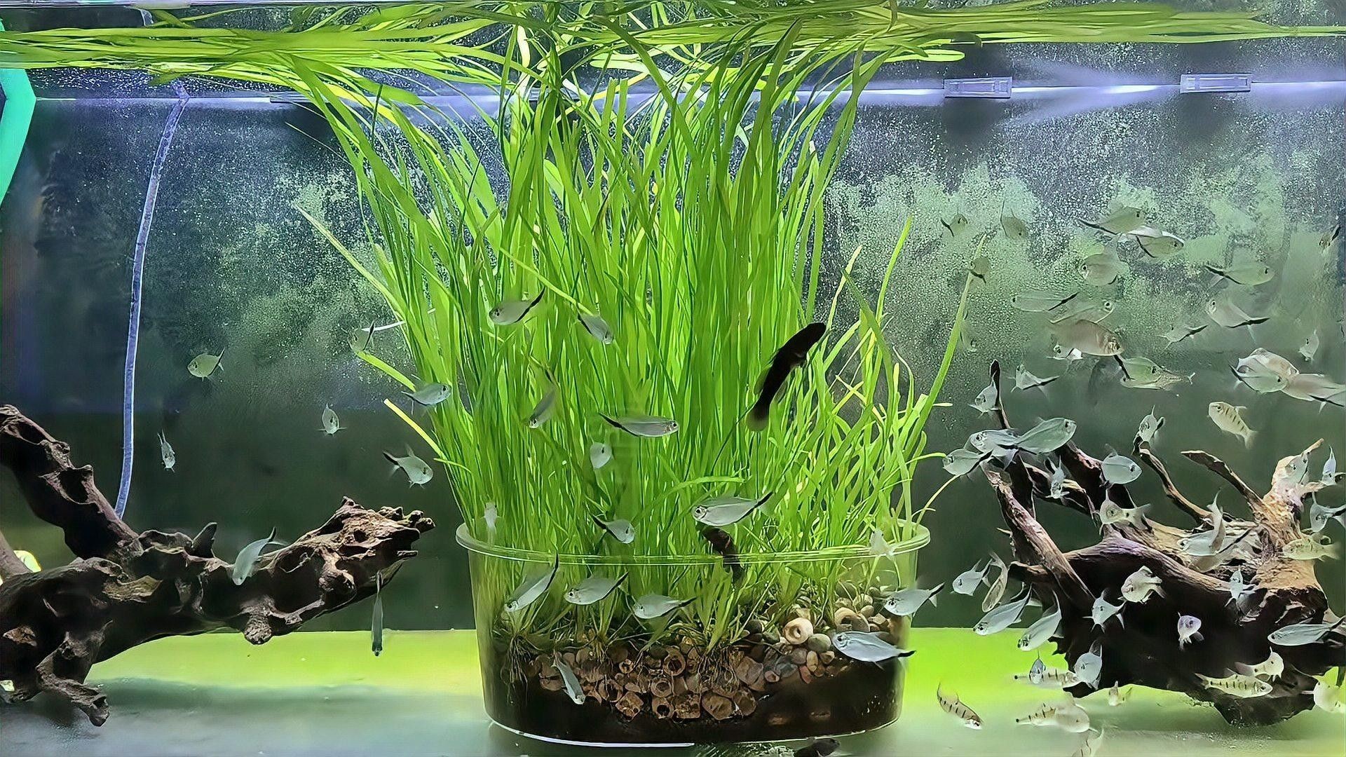 藍(lán)帆三間魚(yú)能吃嗎（關(guān)于藍(lán)帆三間魚(yú)的食用安全性的探討）