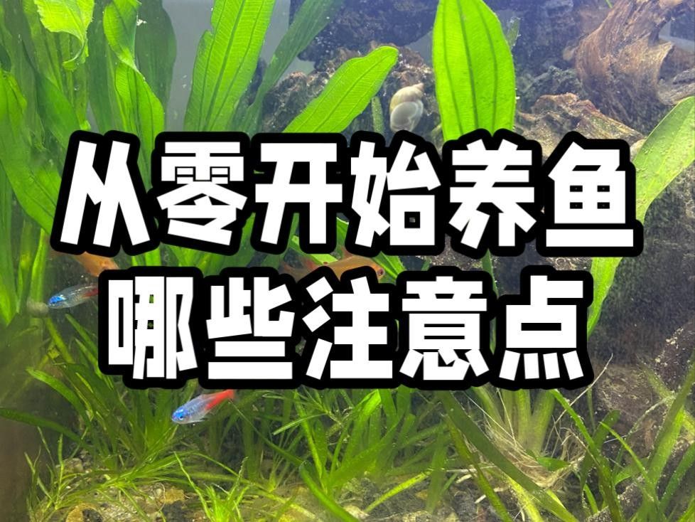 藍(lán)帆三間魚(yú)能吃嗎（關(guān)于藍(lán)帆三間魚(yú)的食用安全性的探討）