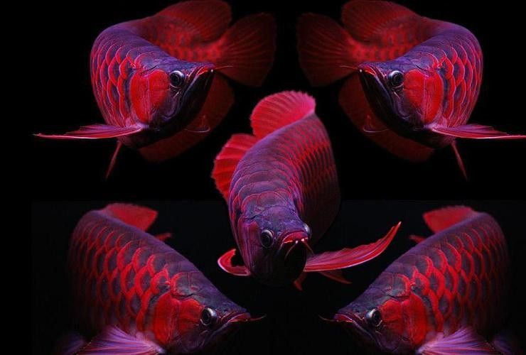 如何區分金龍魚和紅尾金龍