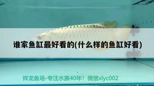 誰家魚缸最好看的(什么樣的魚缸好看) 誰家魚缸最好看的(什么樣的魚缸好看) 觀賞魚百科